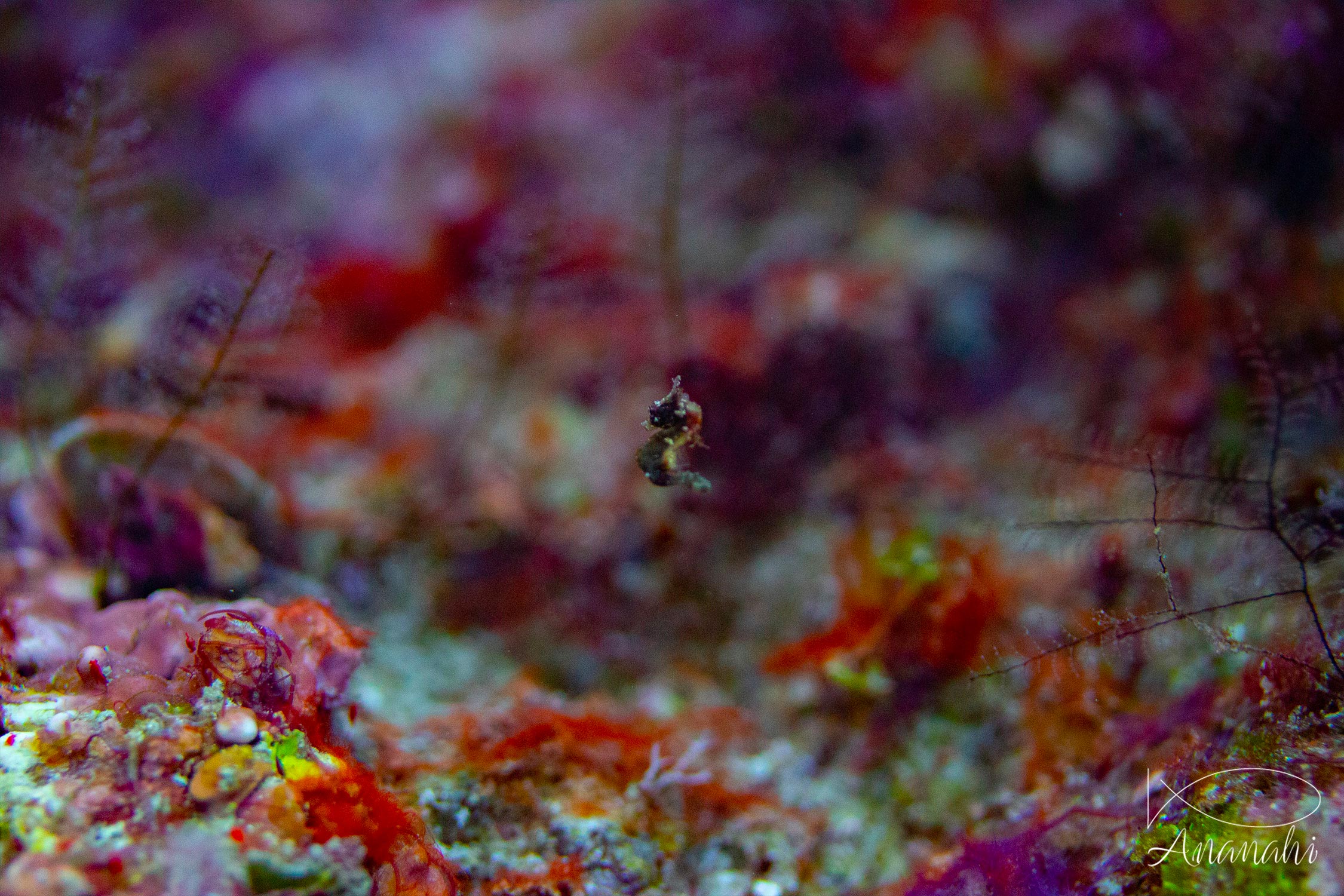 Pygmee sea horse of Raja Ampat