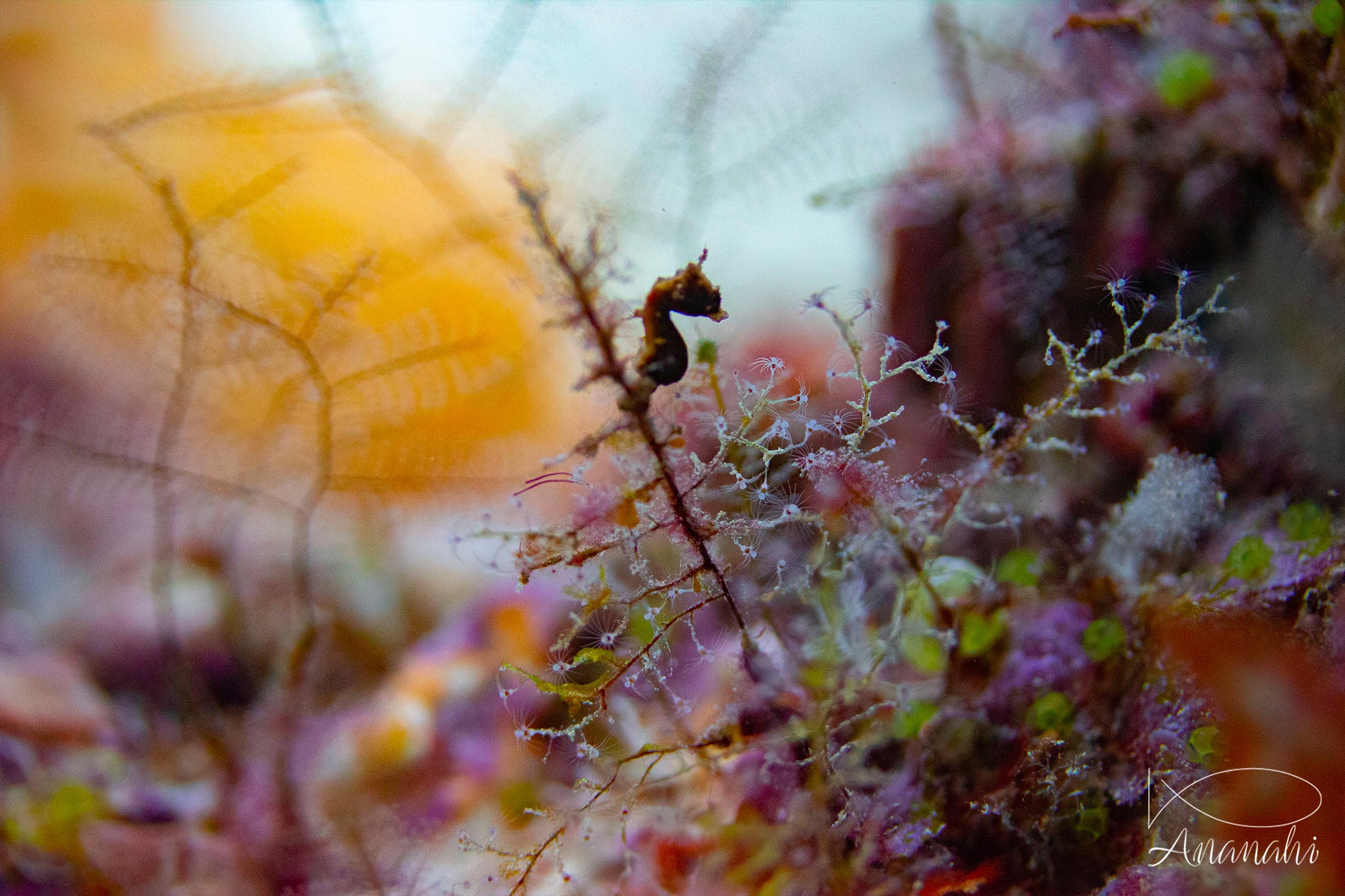 Pygmee sea horse of Raja Ampat