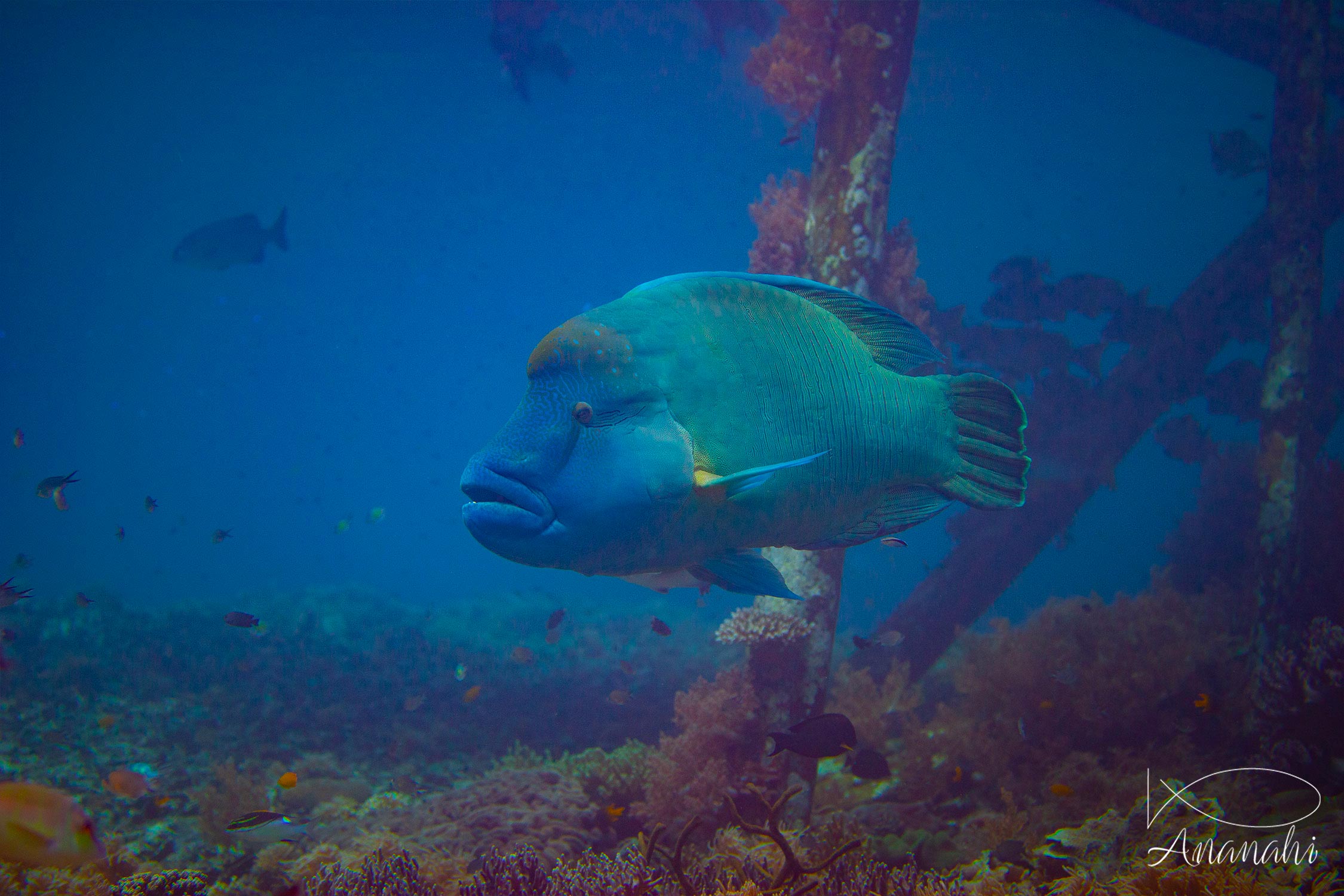 Napoleon wrasse of Raja Ampat