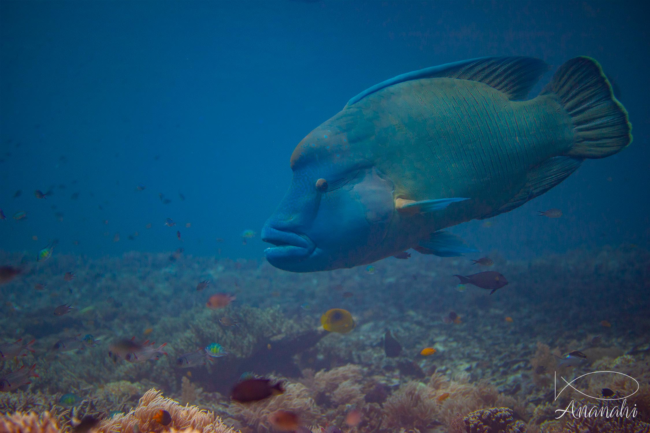 Napoleon wrasse of Raja Ampat