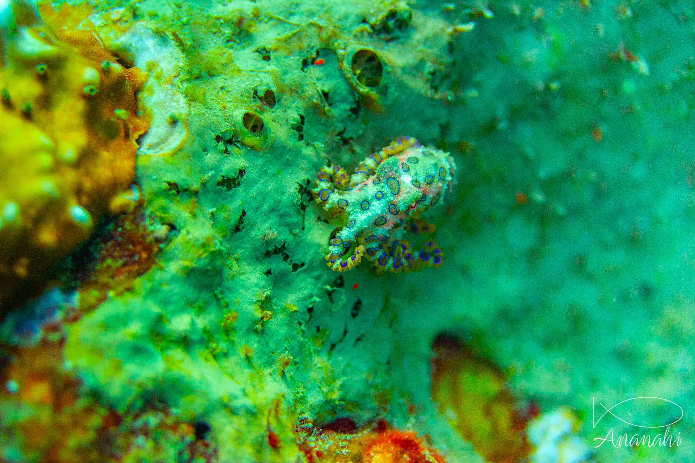 Blue rings octopus of Raja Ampat