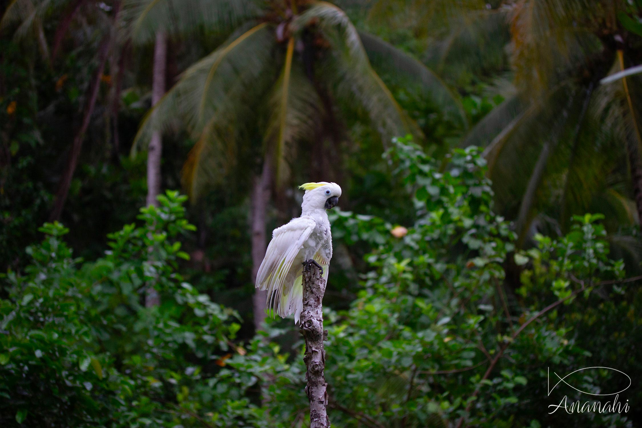 Brar homestay of Raja Ampat