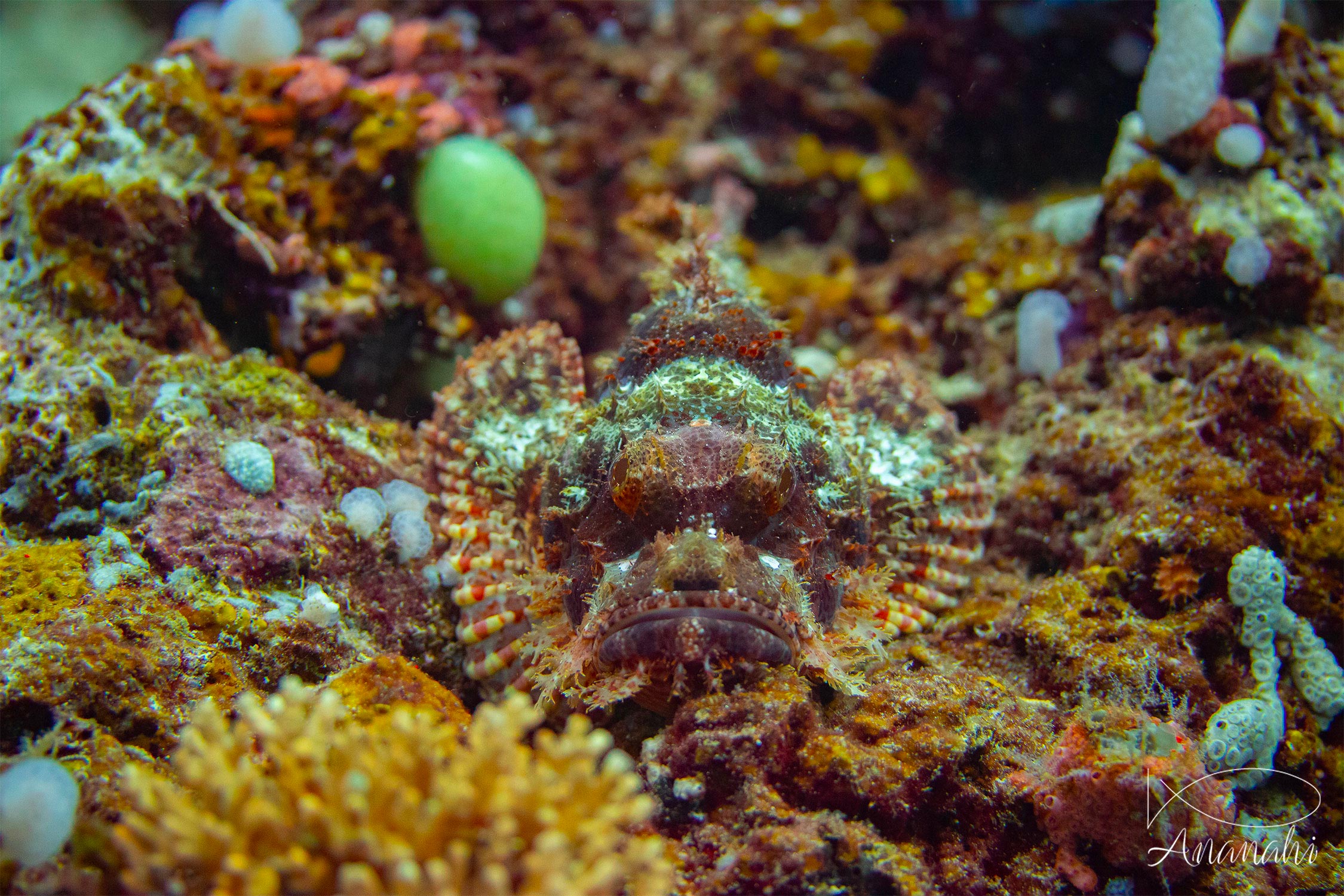 Tasseled scorpionfish of Raja Ampat