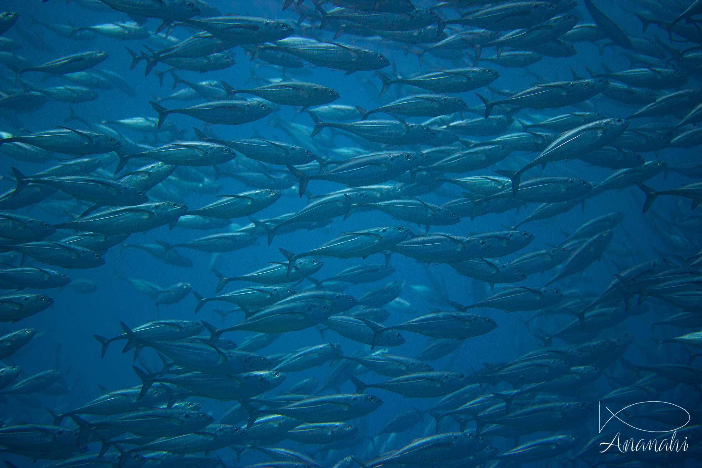 Bigeye trevally of Raja Ampat