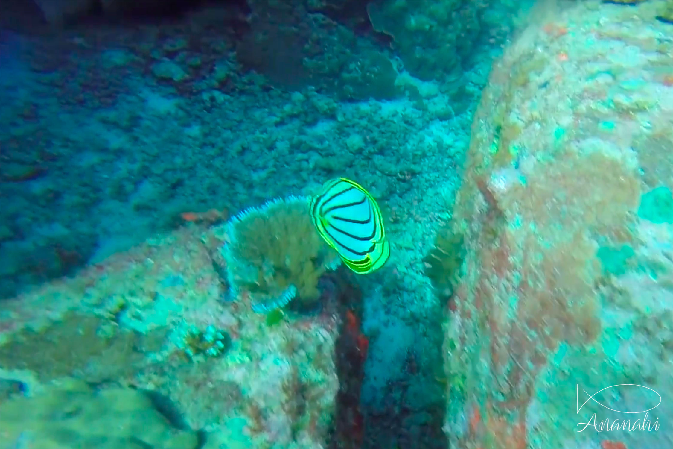 Meyer's butterflyfish of Thailand